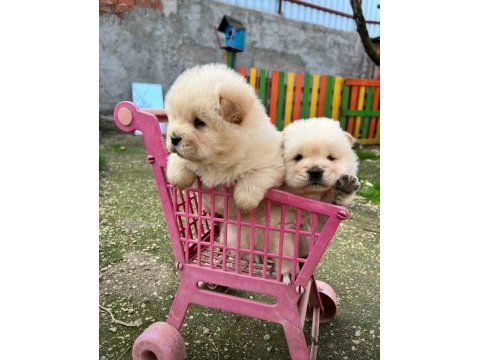 A kalite chow chow yavrularımız