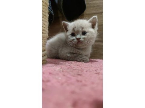 Böyle british shorthair güzellik görülmedi
