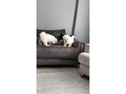 0 numara kartopu maltes terier yavrumuz