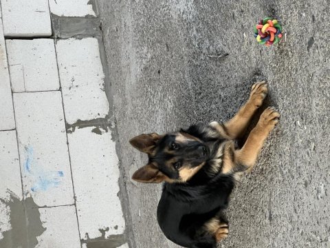 Orjınal düşük bel şecereli alman kurdu