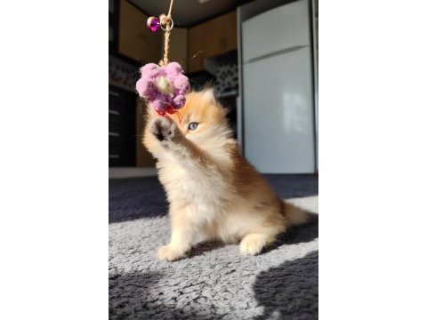 Safkan british longhair aslan oğlana yuva arıyorum