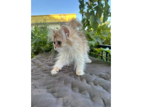 Golden british longhair
