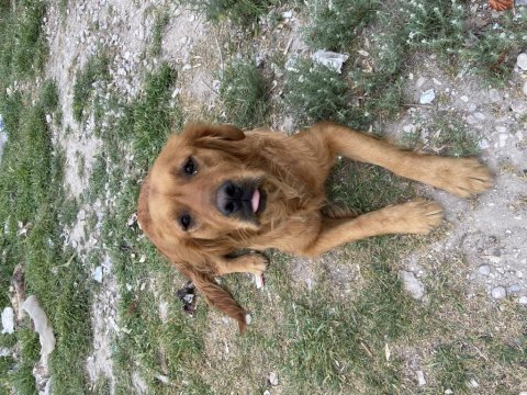 Çok akılı sevecen golden retriever
