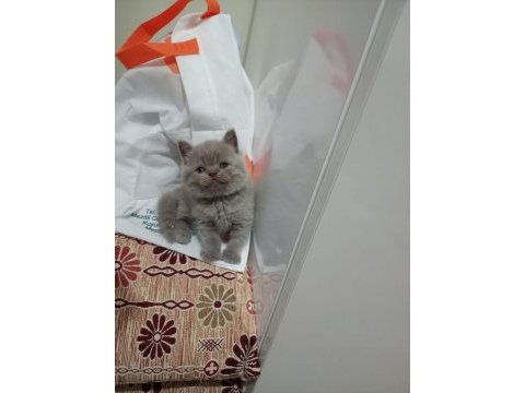 British shorthair dişi lilac yavrular