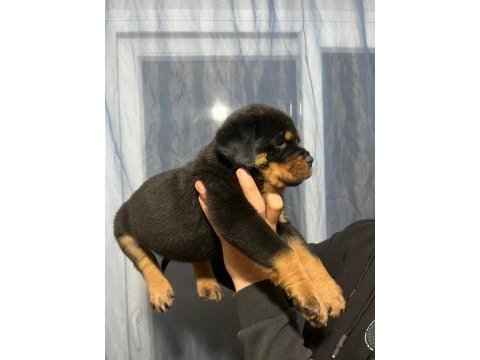 Fcı secereli rottweiler yavrularımız
