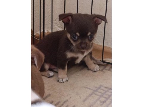 Sağlık ve ırk garantili elma kafa chihuahua yavrular