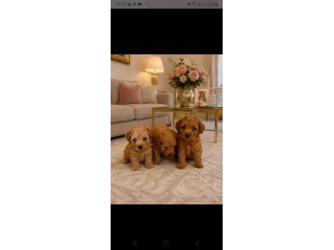 Evınızın mınık poodle uyelerı