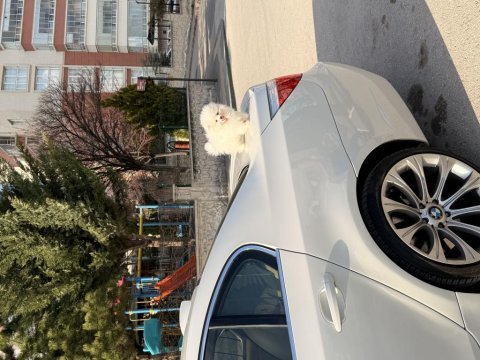 4 aylık dişi pomeranian