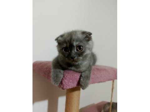 Yavru scottish fold