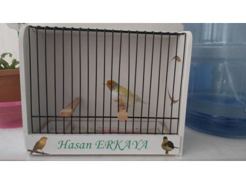 Erkek goldian finch