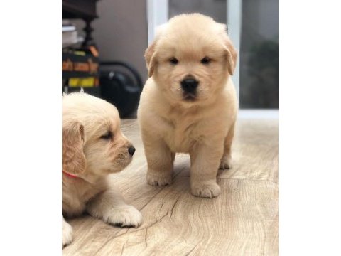 Golden retriever yavru köpekler