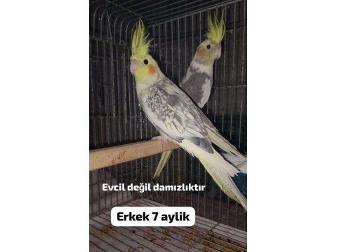 Sultan papağanı yavru ve damızlık kuşlar