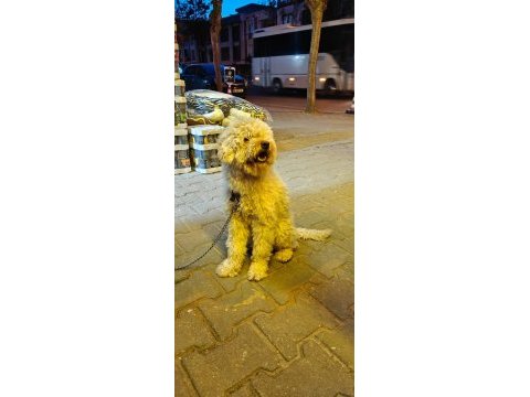 Yetişkin poodle