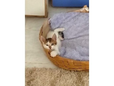 Bu minik yavru kediye yuva arıyoruz (ücretsiz)