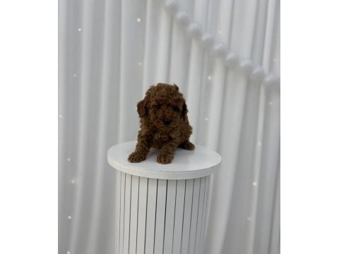 Toy poodle yavrular