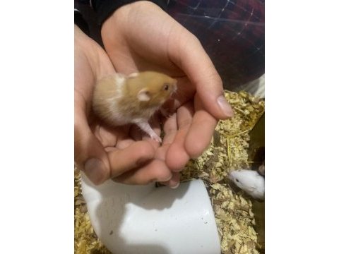 Hamster yavrularımız
