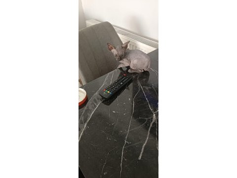 2.5 aylık oyuncu erkek sfenks yavrusu