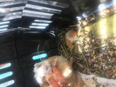 Guinea pig dünya tatlısı anne sütünden kesildi bebek