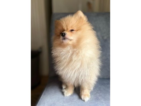 2 aylık pomeranian yavrumuz