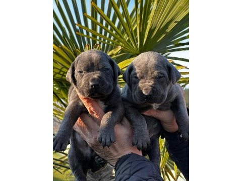 Cane corso yavrular alan koruma köpeği