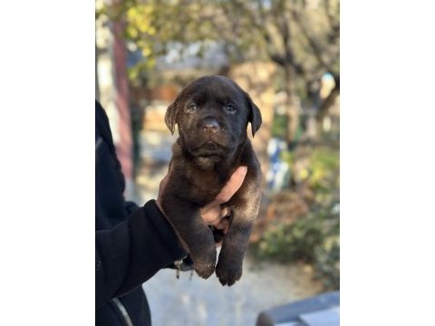 Safkan şecereli labrador yavrularımız (şampiyon soy)