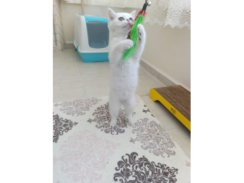 British shorthair beyaz