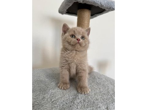 Safkan british fawn dişi