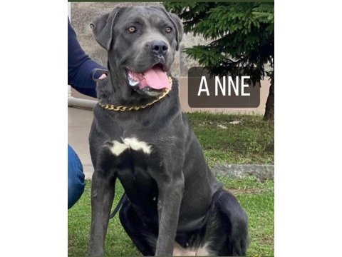 Cane corso blue köpeğimiz
