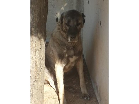Kangal köpeği yavruları