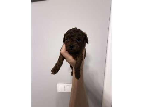 Teslime hazır teacup poodle yavrular