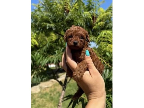 Toy poddle teacup