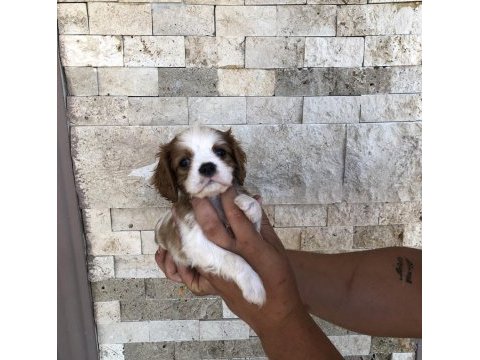 Üst düzey kaliteli cavalier king charles bebekler
