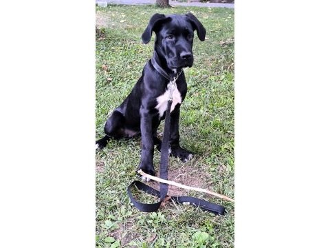 5 aylık dişi cane corso yavrusu
