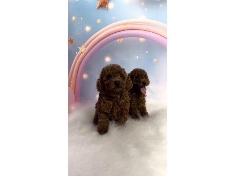 Red brown toy poodle yavrular