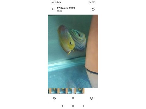 3 adet discus ikisi çift
