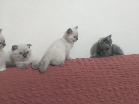 Yeni yuvalarını arayan scottish fold yavrular