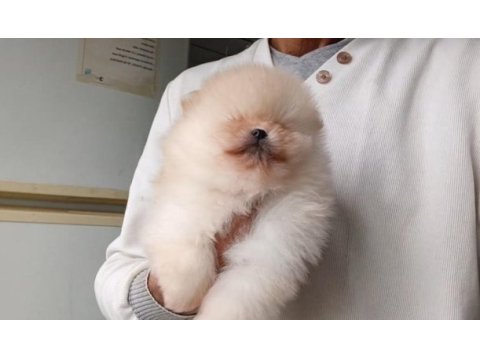 Orijinal pomeranian boo