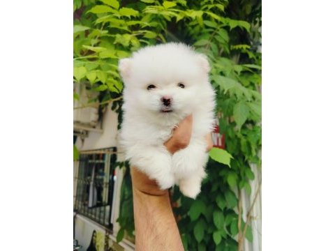 Pomeranian yavruları