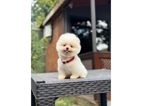 Sağlık ve ırk garantili pomeranian köpeğimiz