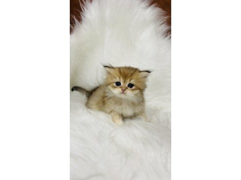 Ny11 erkek british longhair