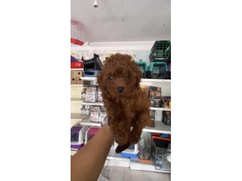 Kore toy poodle erkek yavrumuz
