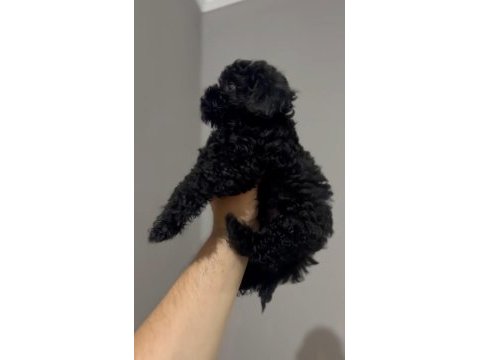Toy poodle orjinal