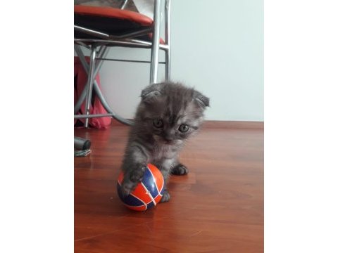 Scottish fold erkek bebeğimiz