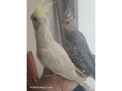 El besleme yavru sultan papağanı