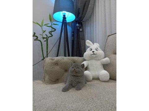 Ayı surat british shorthair