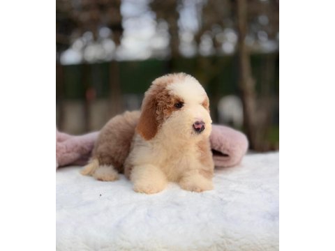 Çok özel giant poodle yavrularımız