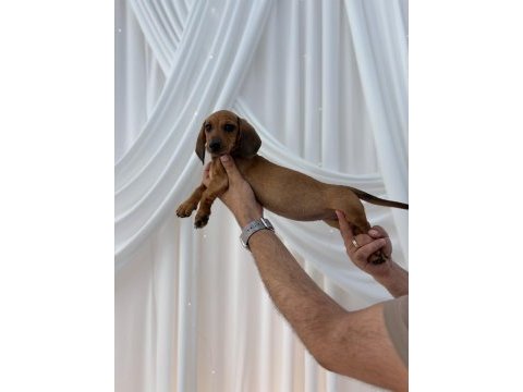 Ukrayna doğumlu dişi dachshund yavrumuz (sosis)