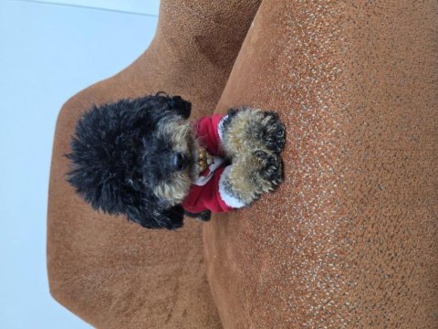 Full eğitimli dişi toy poodle