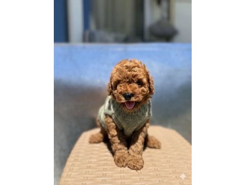 Maltipoo kalite yavrular ırk sağlık garantili