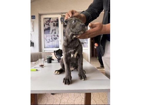 Ruhsatlı çiftlikten a kalite cane corso
